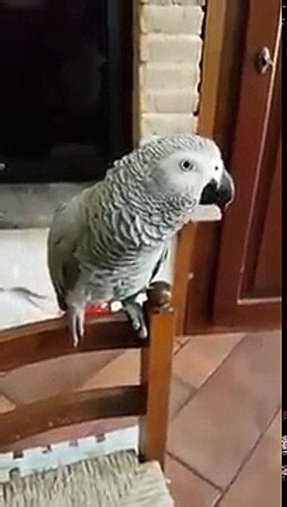 IL PAPPAGALLO CHE PARLA NAPOLETANO