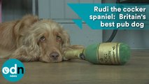 Rudi the cocker spaniel wins Britain's best pub award