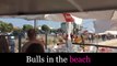 Manada Bois Lança Confusão Na Praia Em Vila Do Conde ! Herd Of Bulls Invades Beach
