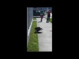 Bald Eagle Feasts on Cat on Sidewalk in South Virginia