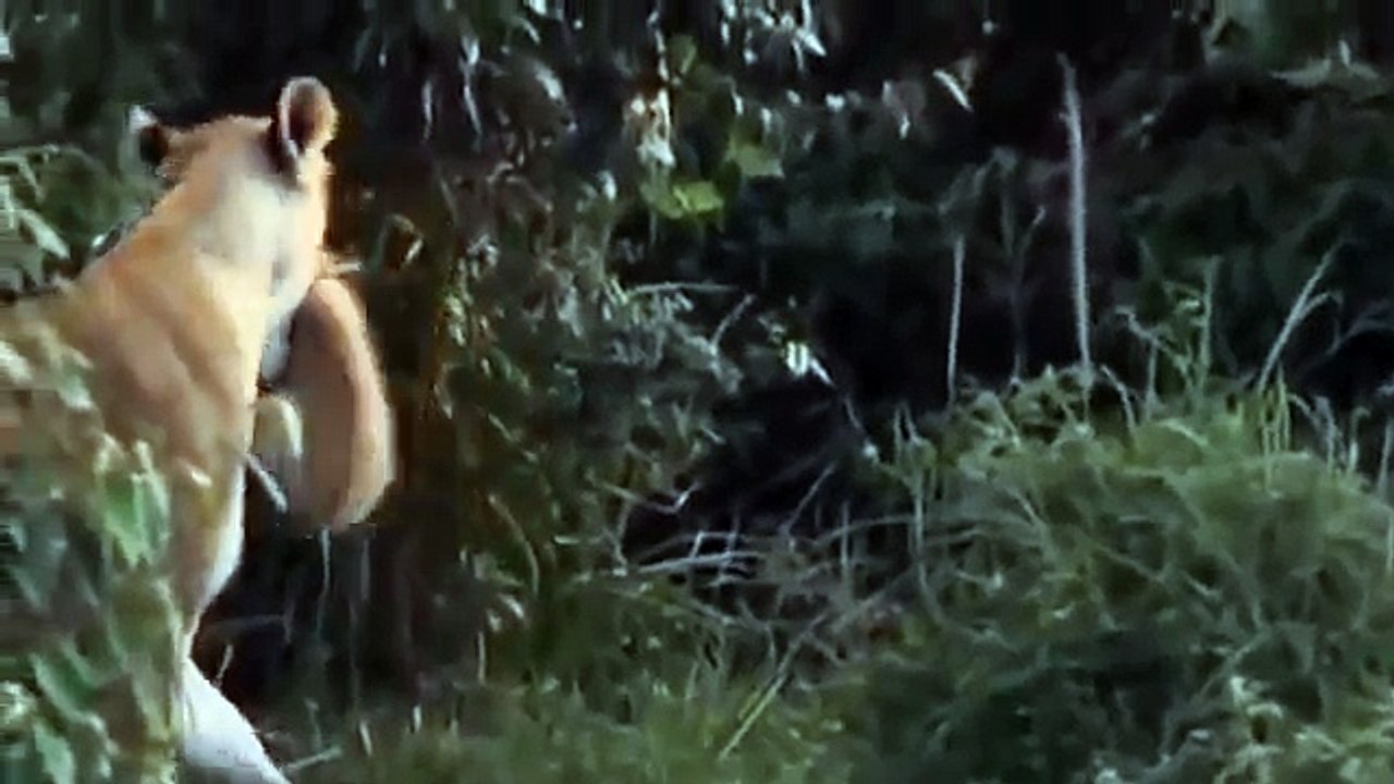 El mundo Animal Documental - LEONES VS LEONES