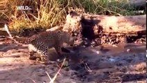 El mundo Animal Documental - La Reina de los LEOPARDOS