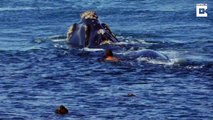 Daredevil swimmer floats dangerously close to humpback whales