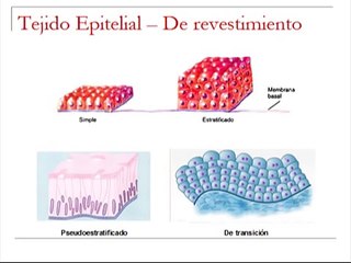 BIOLOGÍA - RESUMEN DE TEJIDOS