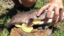 Bowfishing HUGE River Monsters - Catch n Cook! HD