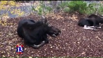 Woman Seriously Injured After Being Trampled by Moose on Utah Walking Trail