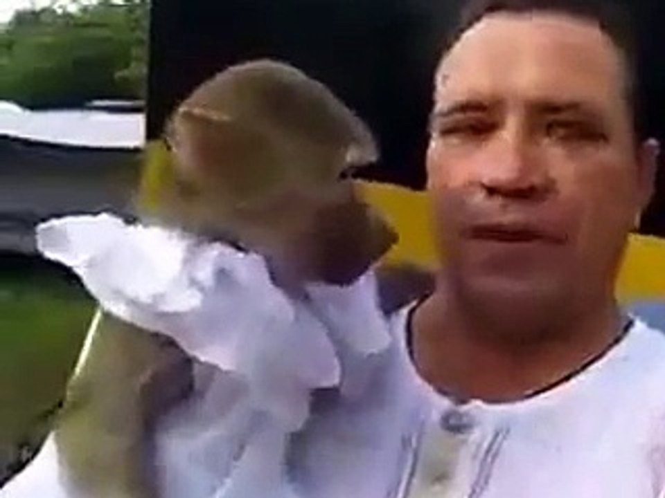 Monkey and man very funny videos