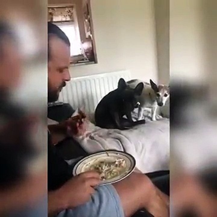 Man and dogs funny video must see