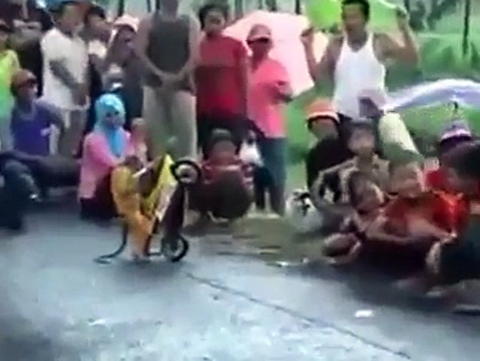 Monkey tricks most funny