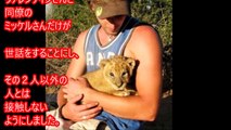 幼いライオンを救った男性が数年ぶりに再会したときのライオンの反応に世界が涙した！