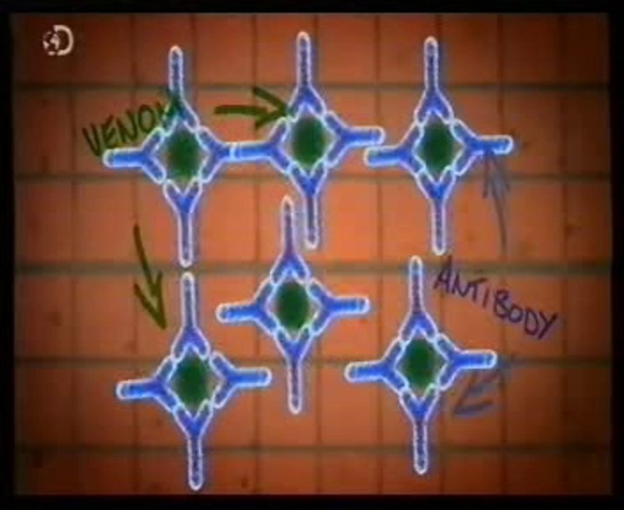 Inmunologia: Resistencia a venenos neurotoxicos (Mamba negra)