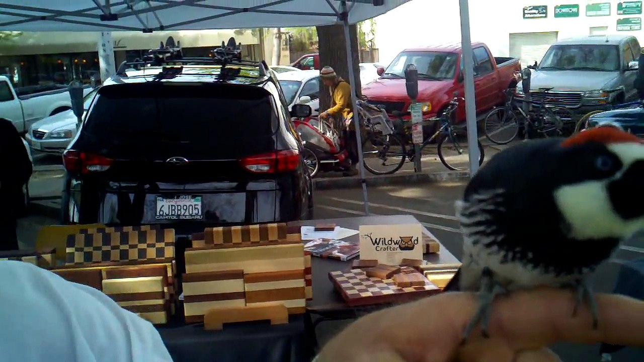 Acorn Woodpecker Pet