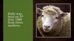 How Dolly Sheep Was Cloned? | Cloning | Scientific | By DailyDot