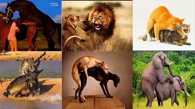 Ants Documentary Channel War of Insects Animal planet