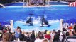 Amazing Show Of Killer Whale And Dolphin | Sea World | San Diego |