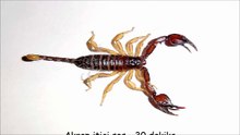 Akrep itici ses - 30 dakika
