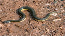 Snakes repellent sound - 30 minutes