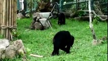 Animals Asia - Vietnam sun bears enjoy their new enclosure!