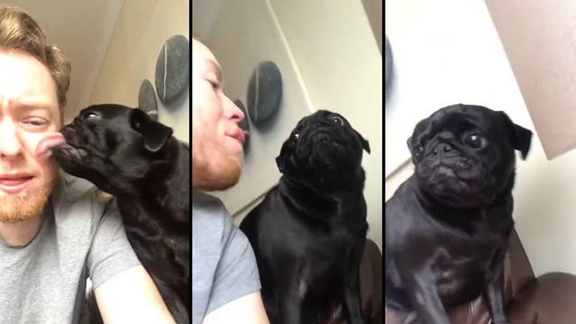 Quand ton chien te lèche et que tu essaye de le lécher ensuite..