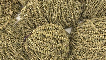 Kuru Bamyanın Kilosu 120 Liradan Satılıyor