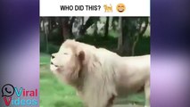Funny Lion Video Ever Whatsapp Viral Videos