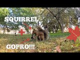 Vlogger Documents Hungry Squirrel Stealing His GoPro