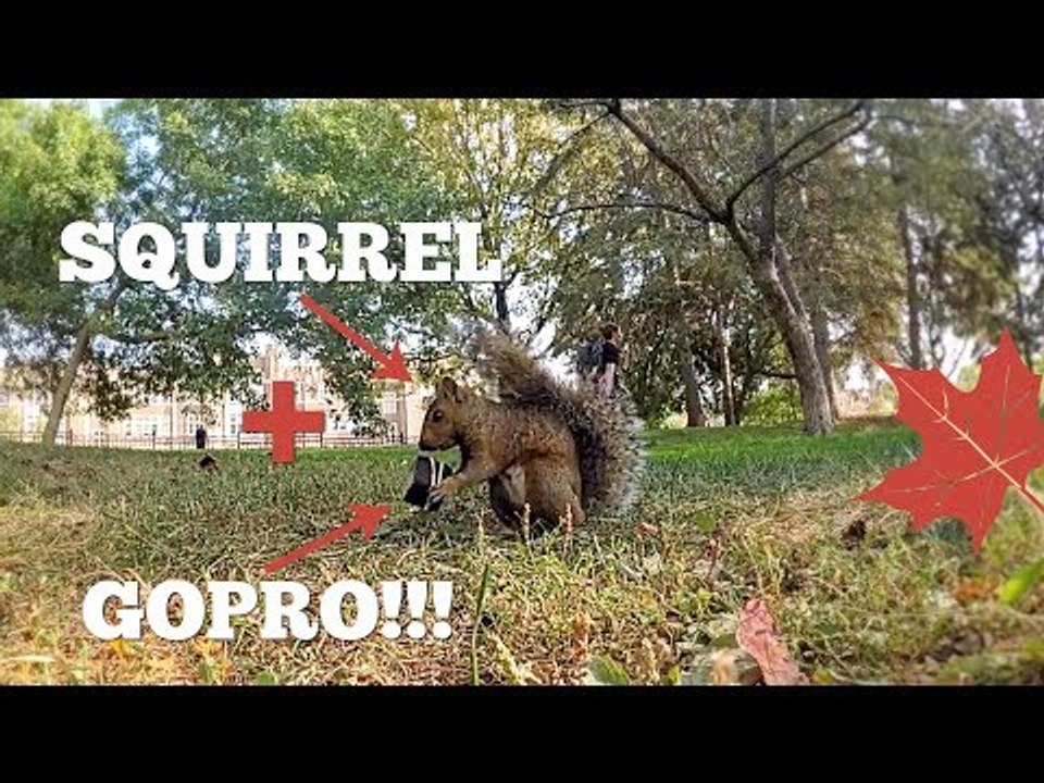 Vlogger Documents Hungry Squirrel Stealing His GoPro