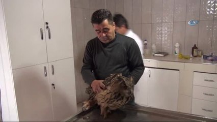 Kanatlarını Açınca 2 Metreye Ulaşan Puhu Kuşu Görenleri Şaşırttı