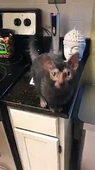 Lykoi o gatto lupo