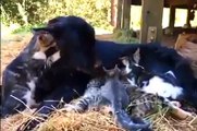 Mamma cane allatta cuccioli di gatto 