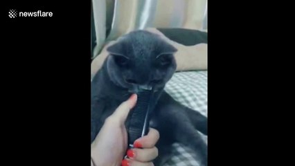 This cat hates the sound of its owner plucking a comb