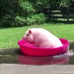 Maialino che fa il bagnetto ❤️