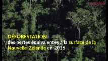 Déforestation : des pertes équivalentes à la surface de la Nouvelle-Zélande en 2016