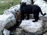 Slippery Leopard Paws