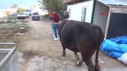 Artvin Karadeniz'in Şampiyon Boğaları Ege'ye Gidecek