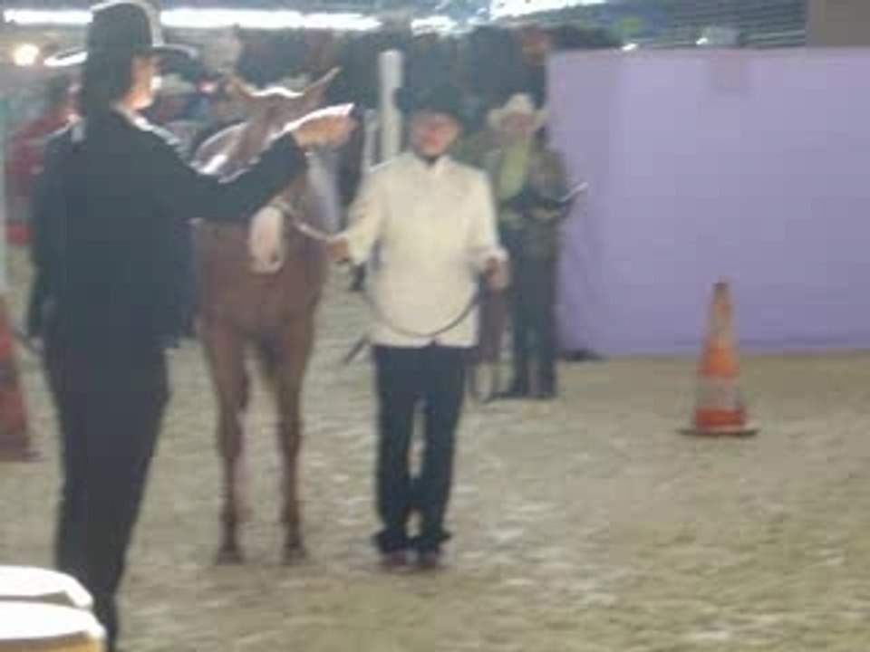 Halter 06
