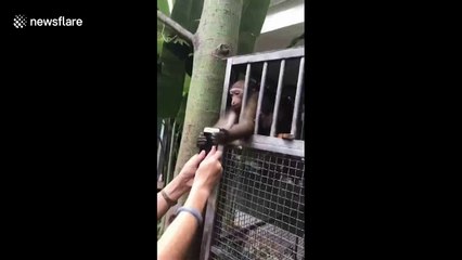 Monkeys try to snatch tourist's phone at zoo in China