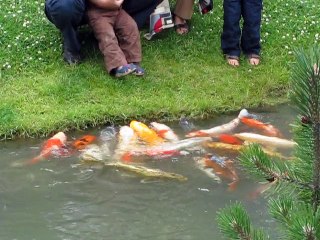 Montréal-Jardin Japonais (2)