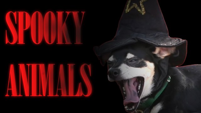 These 'Spooky' Animals are Frighteningly Adorable