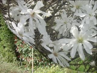 Pépinieres de bennetot