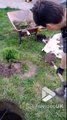 Ce chaton aide ces jardiniers à planter le jardin !!