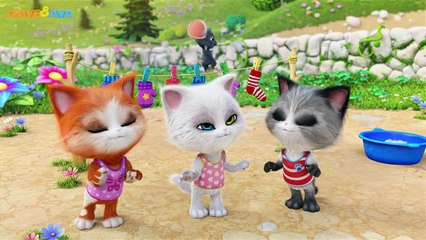 Three Cute Cat | Catdiscdesert | Video Cartoon Kid