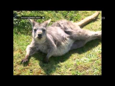 Entertainment News-Peliharaan aneh Seleb Hollywood