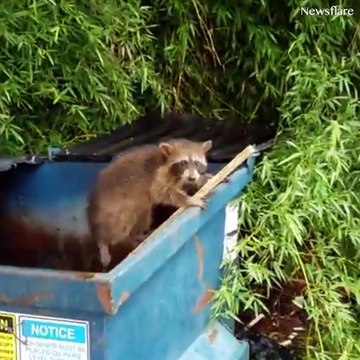 Ces animaux qui montrent leur gratitude aux hommes qui les ont sauvés!