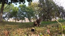 Vlogger Documents Hungry Squirrel Stealing His GoPro