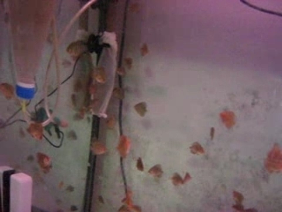 Baby Leopard-Leopard Snake Skine