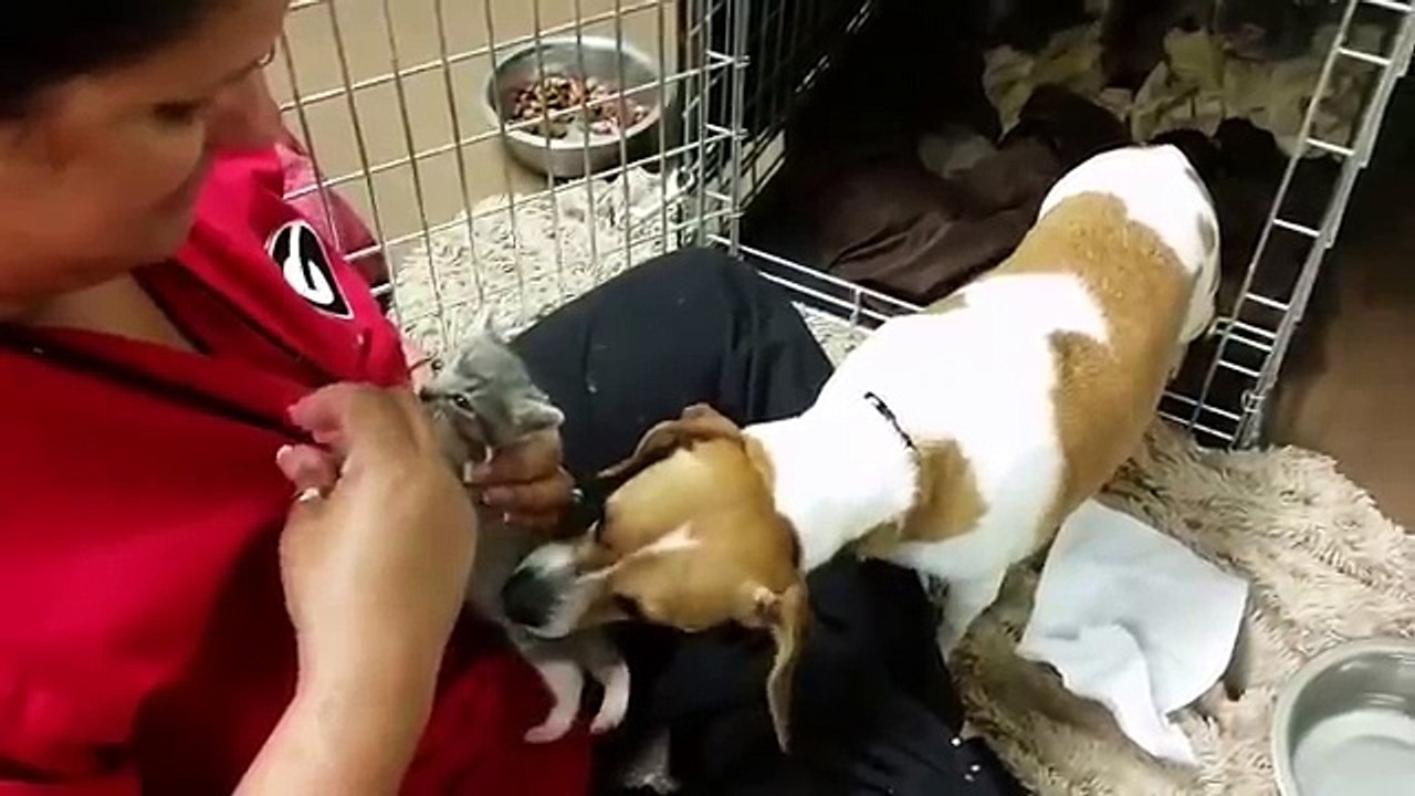 Découvrez l’incroyable histoire de ces chatons abandonnés à leur naissance, puis recueillis pas une chienne !