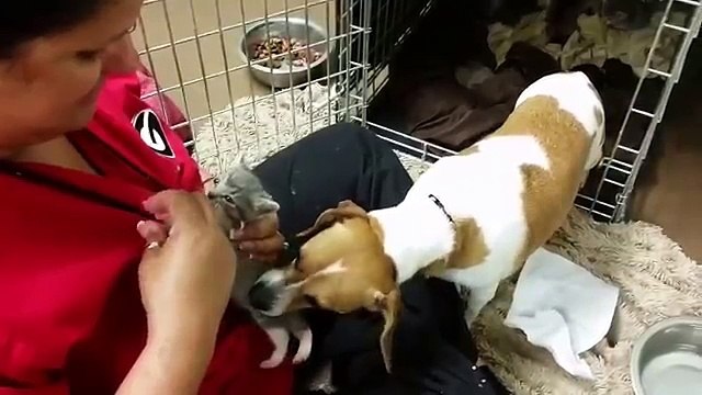 Découvrez l’incroyable histoire de ces chatons abandonnés à leur naissance, puis recueillis pas une chienne !