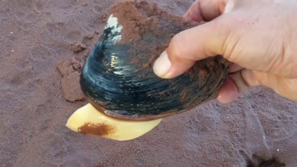 Il met un peu de sel sur le sable et regardez ce qui en sort! Incroyable