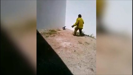 Cet ouvrier tente d'aider un chat coincé mais c'est une grosse galère en fait...